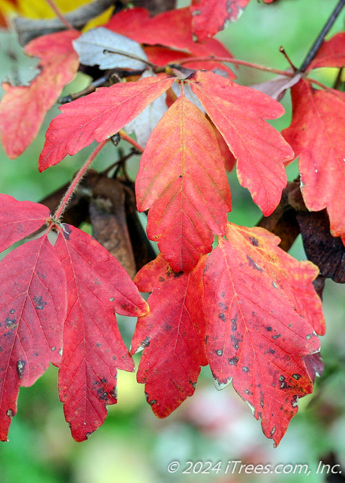 Closeup of bright red leaves.