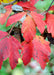 Closeup of bright red leaves.