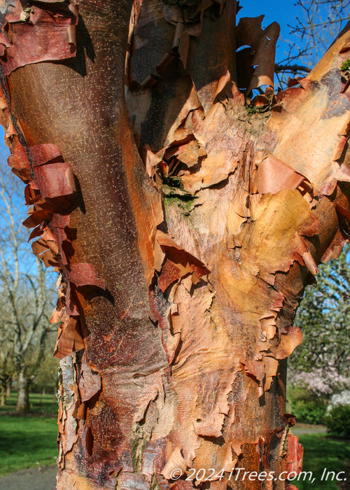 Closeup of lower branching and upper trunk showing reddish-tan peeling bark.