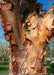 Closeup of lower branching and upper trunk showing reddish-tan peeling bark.
