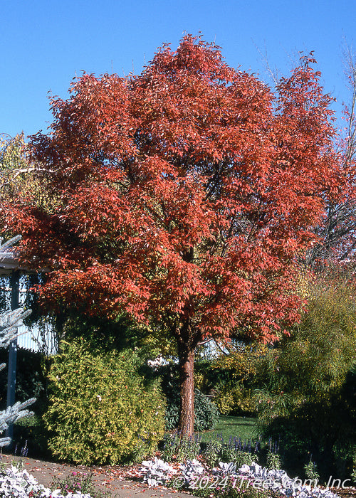 A single trunk Paperbark Maple with red fall color.