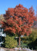 A single trunk Paperbark Maple with red fall color.