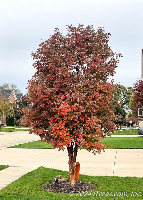 Low branched Paperbark Maple with changing fall color planted in a front landscape anchoring the driveway and sidewalk.