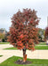 Low branched Paperbark Maple with changing fall color planted in a front landscape anchoring the driveway and sidewalk.