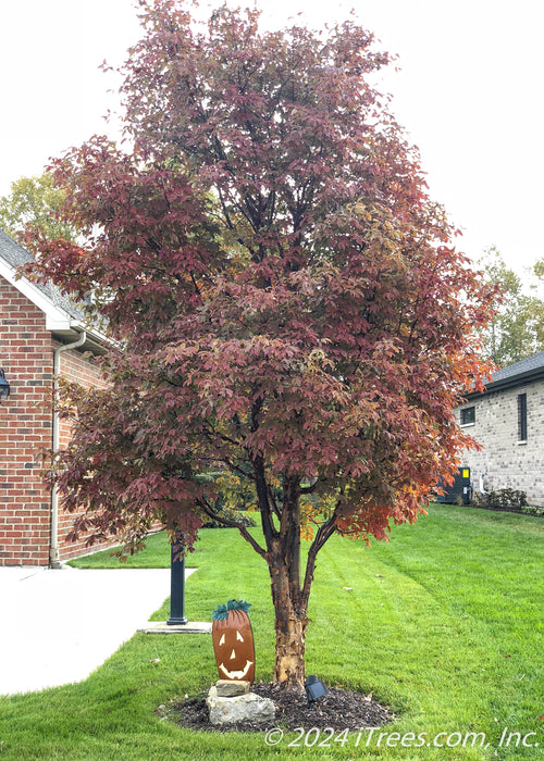 Low branched Paperbark Maple with changing fall color planted in a front landscape anchoring the driveway and sidewalk.