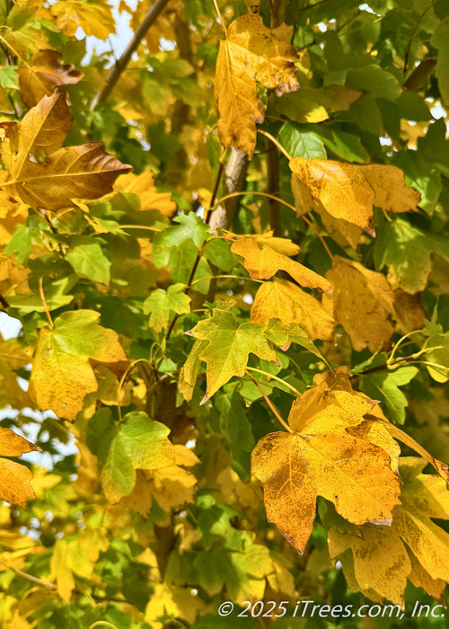 Maple Ridge Trees Rugged Ridge® Maple