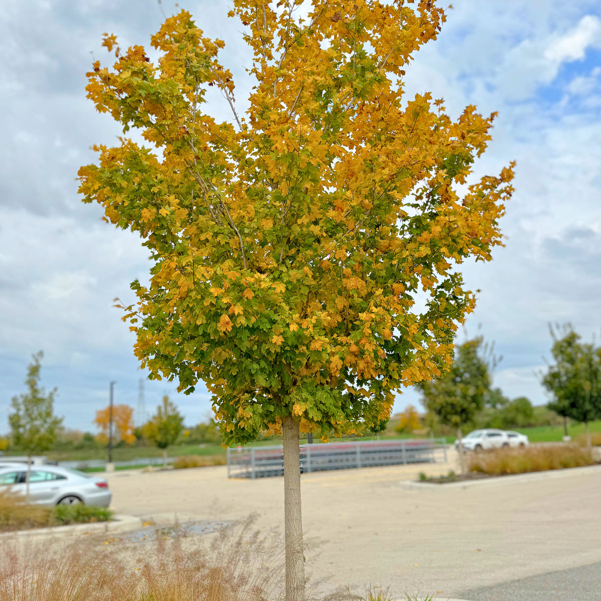 Rugged Ridge® Maple