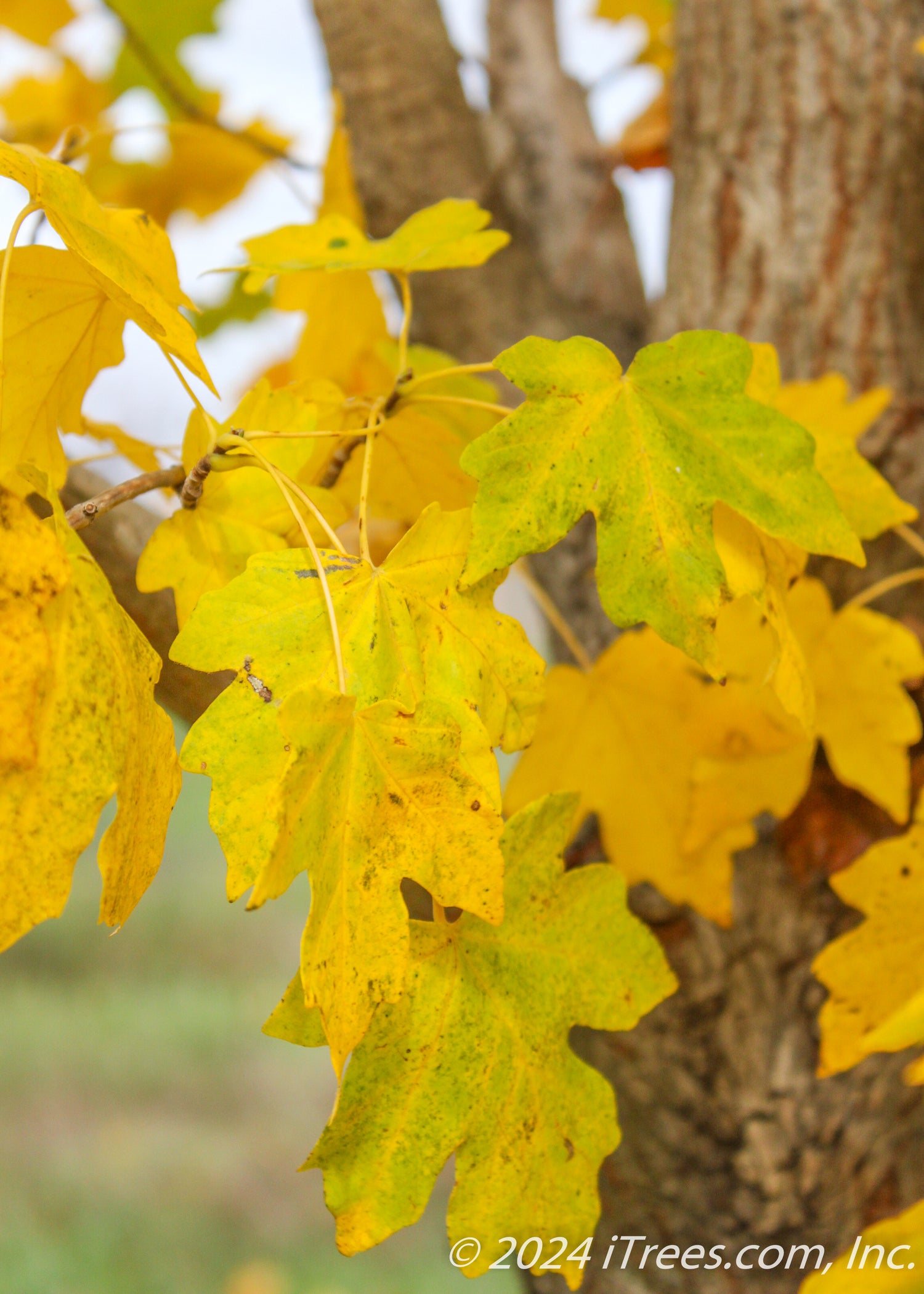 Maple Ridge Trees Rugged Ridge® Maple