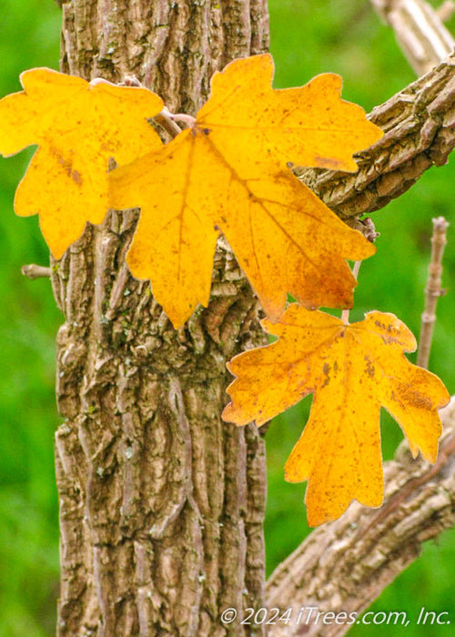 Closeup of deeply furrowed trunk and yellow-gold leaves.