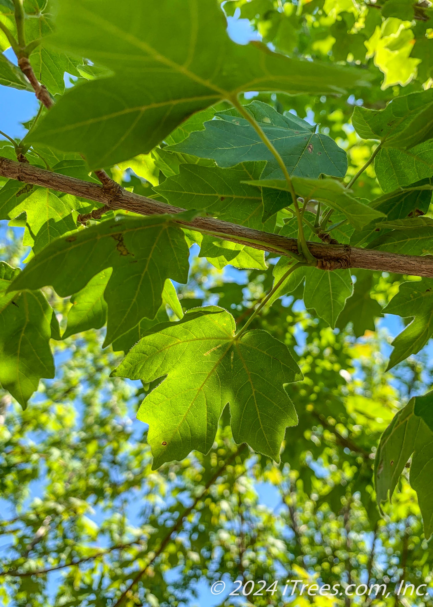 State Street™ Maple