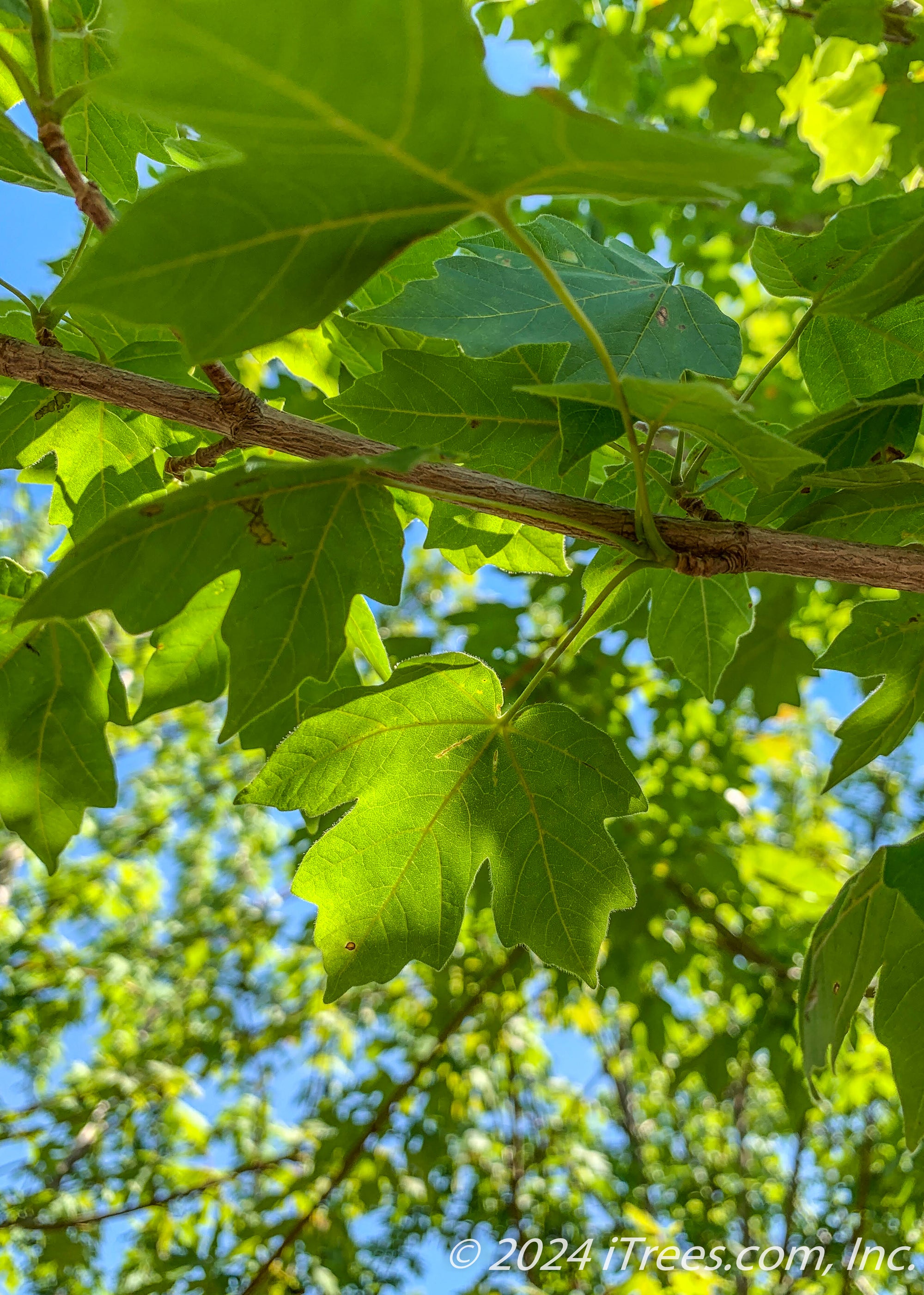 State Strre Maple State Street Maple