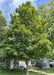 State Street Maple with a full canopy of green leaves planted in a back side yard.