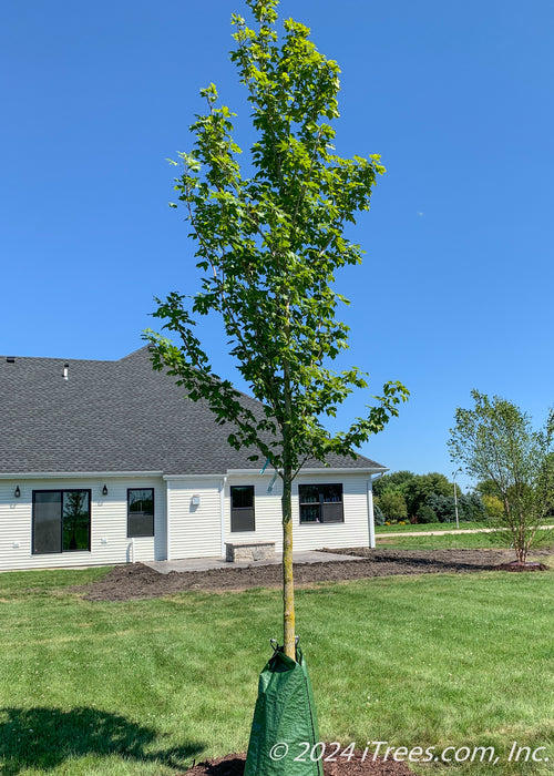 Newly planted State Street Maple with green leaves planted in a backyard.