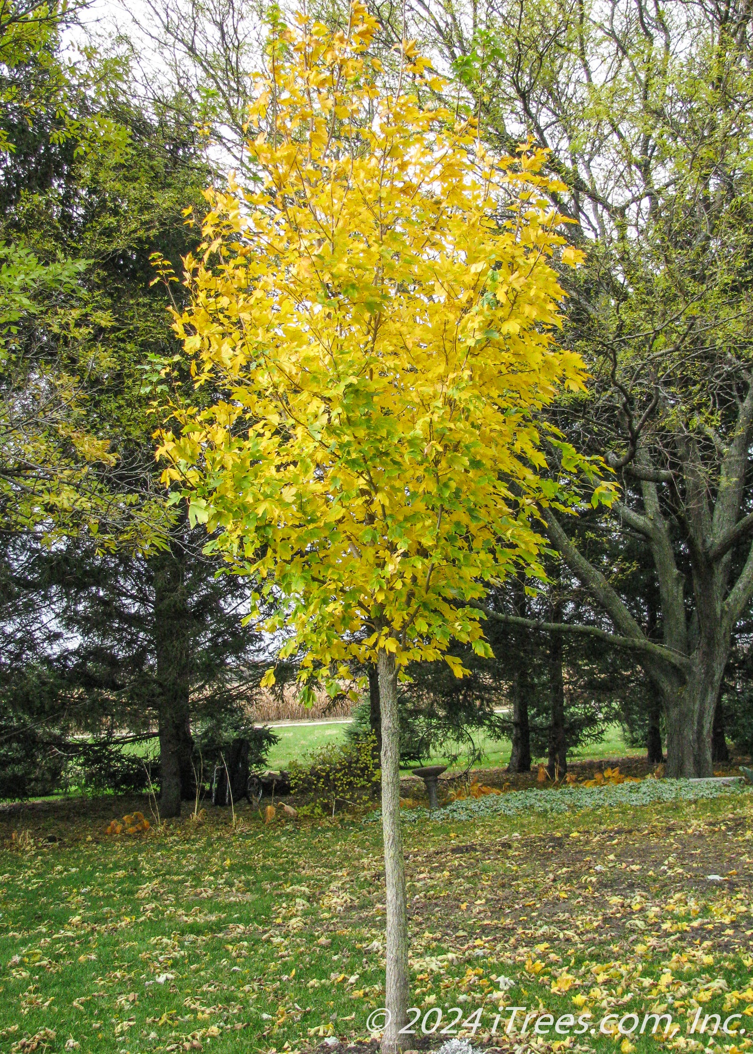 State St Maple State Street™ Maple