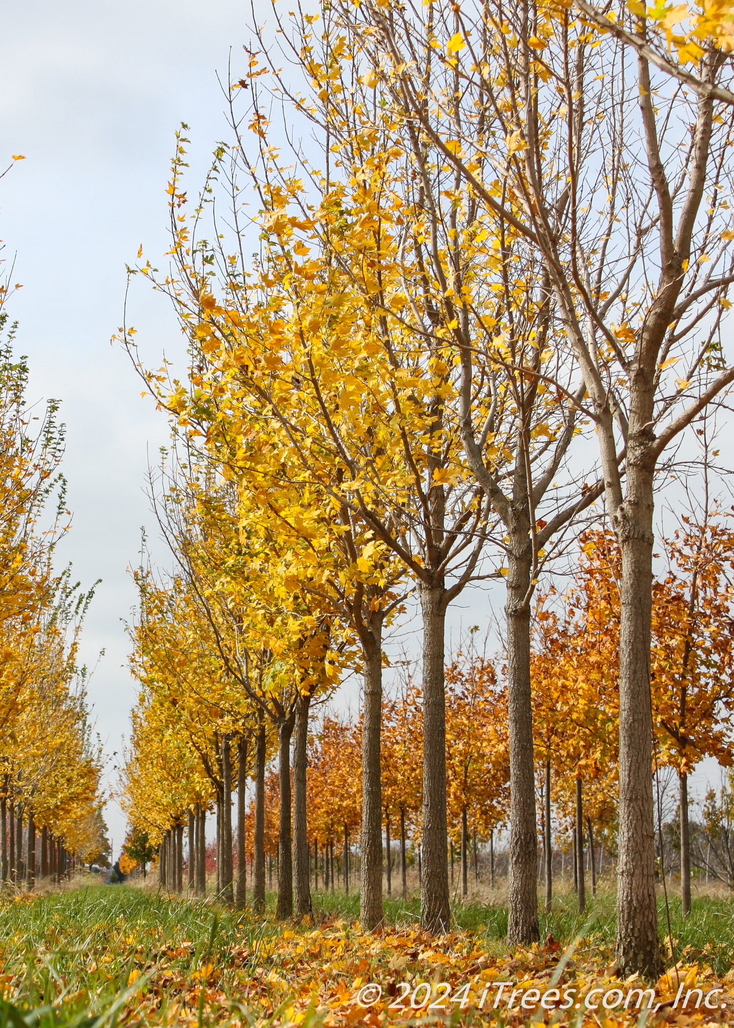 State Strre Maple State Street™ Maple