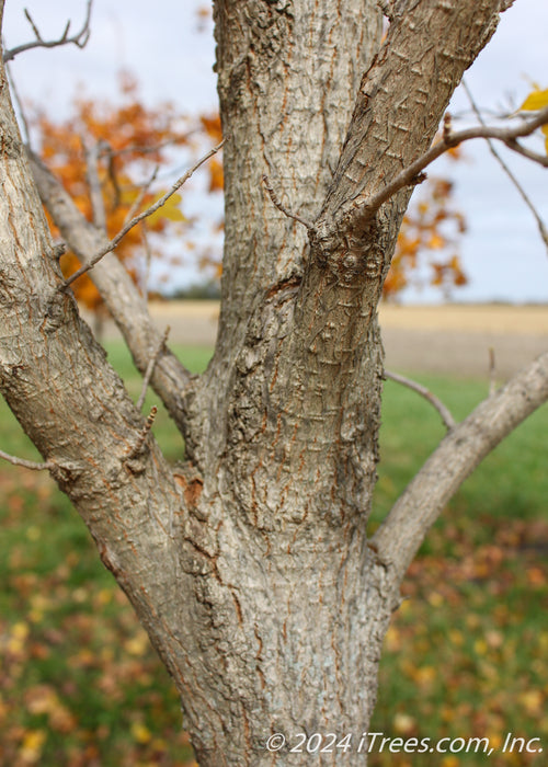 Closeup of lower branching in fall with bare branches and rough textured bark.