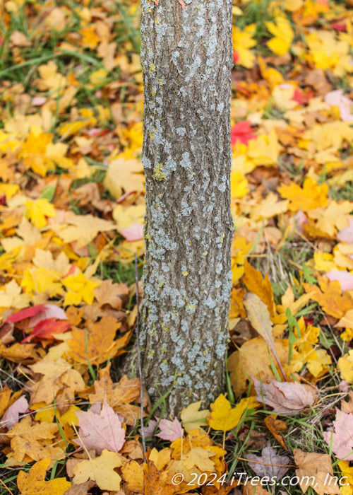 Closeup of the base of the tree's trunk and ground covered in yellow fall leaves.