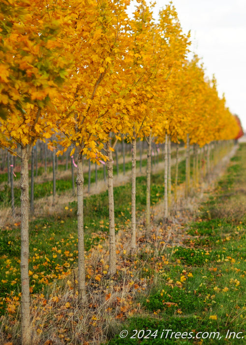A row of State Street Maple at the nursery with yellow leaves.