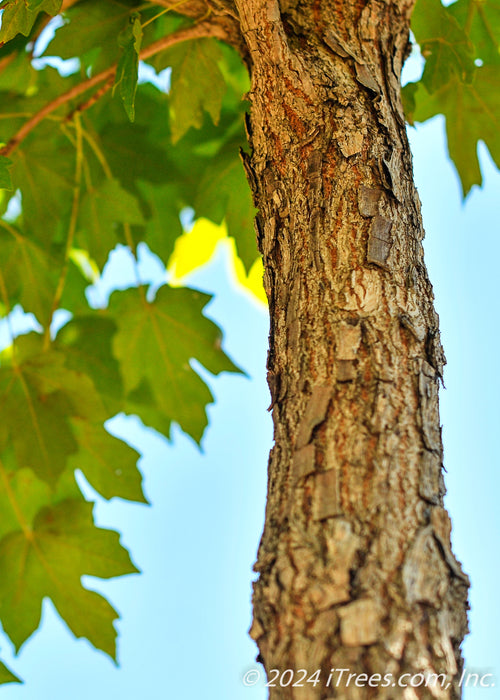 Closeup of furrowed trunk and green leaves.