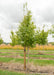 State Street Maple at the nursery with green leaves with a large ruler to show the canopy height measured at about 5 ft.