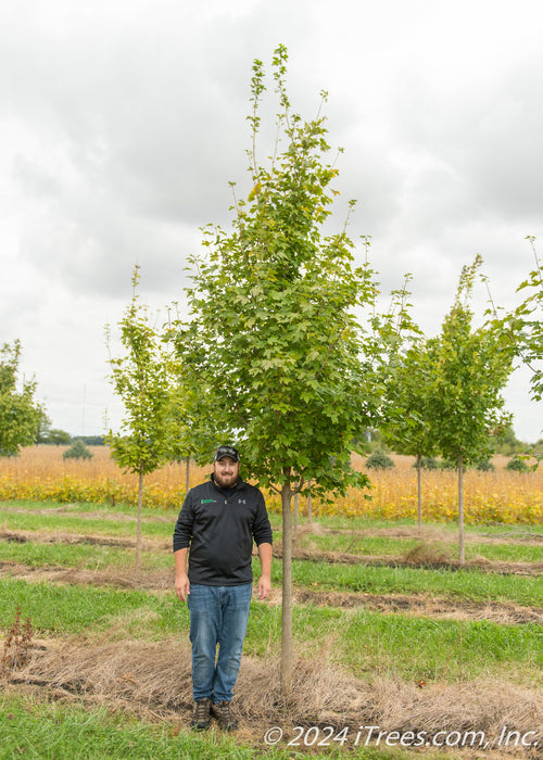 State Street Maple at the nursery with green leaves.