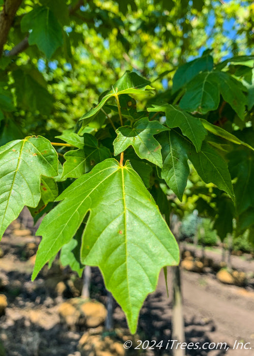 Closeup of a rich green leaf.