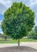 A State Street Maple with green leaves planted in a parking lot island.