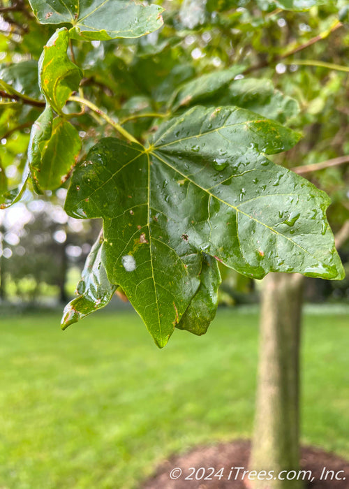 Closeup of green leaf with raindrops.