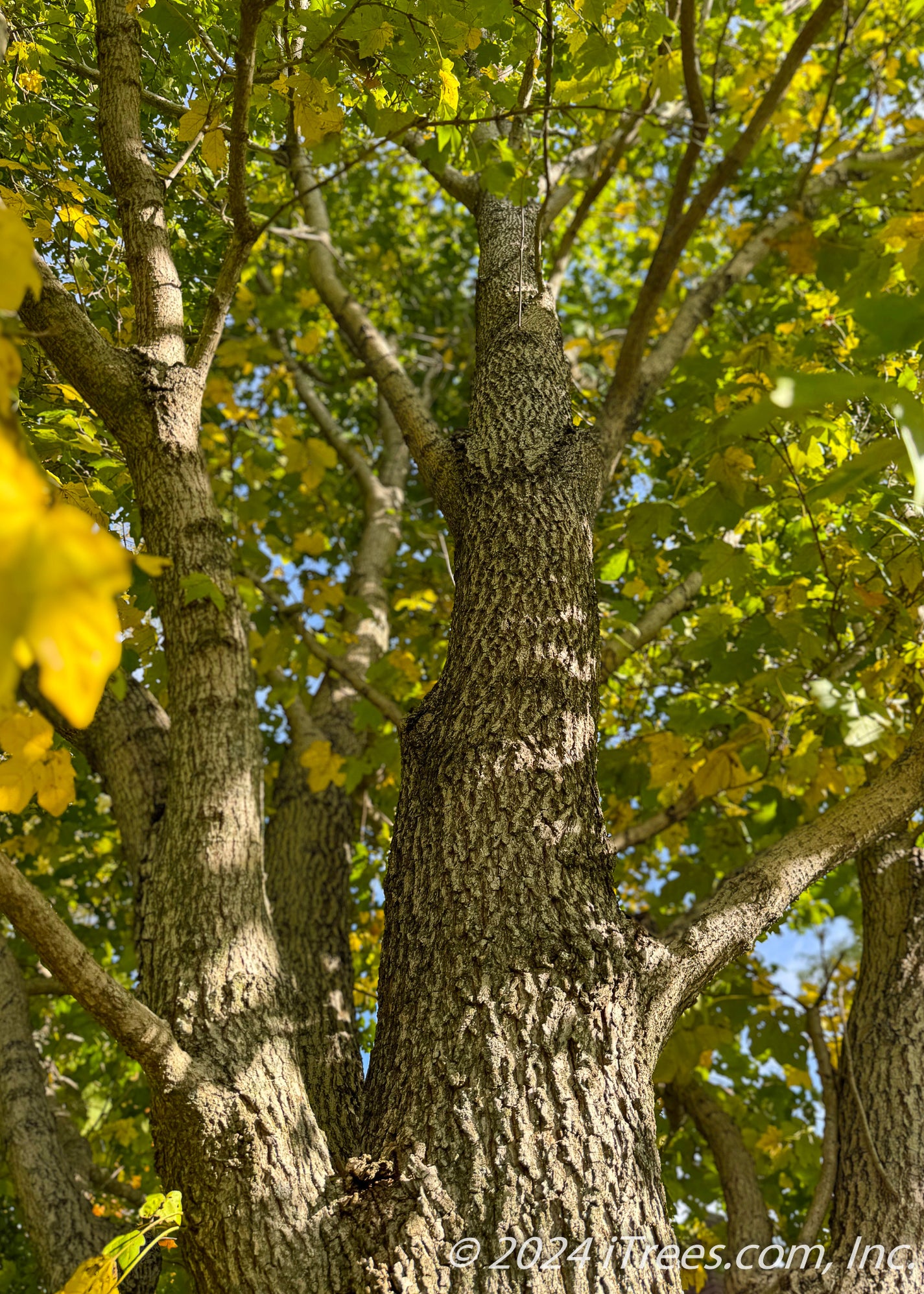 State St Maple State Street™ Maple