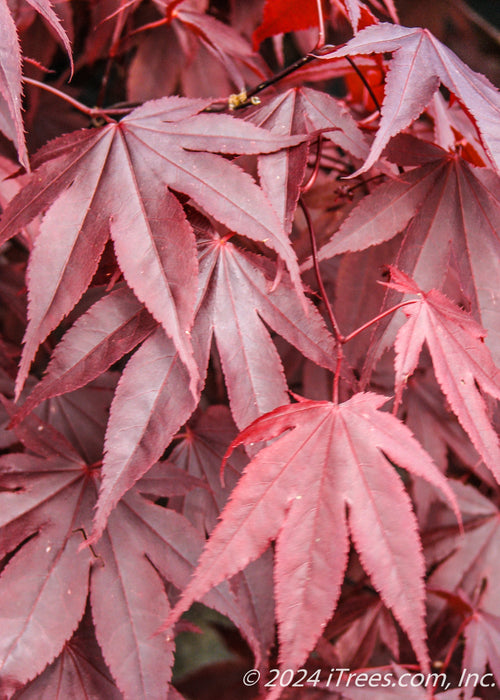 Closeup of a bunch of deeply purple, finely toothed palm-like Bloodgood Japanese Maple leaves.