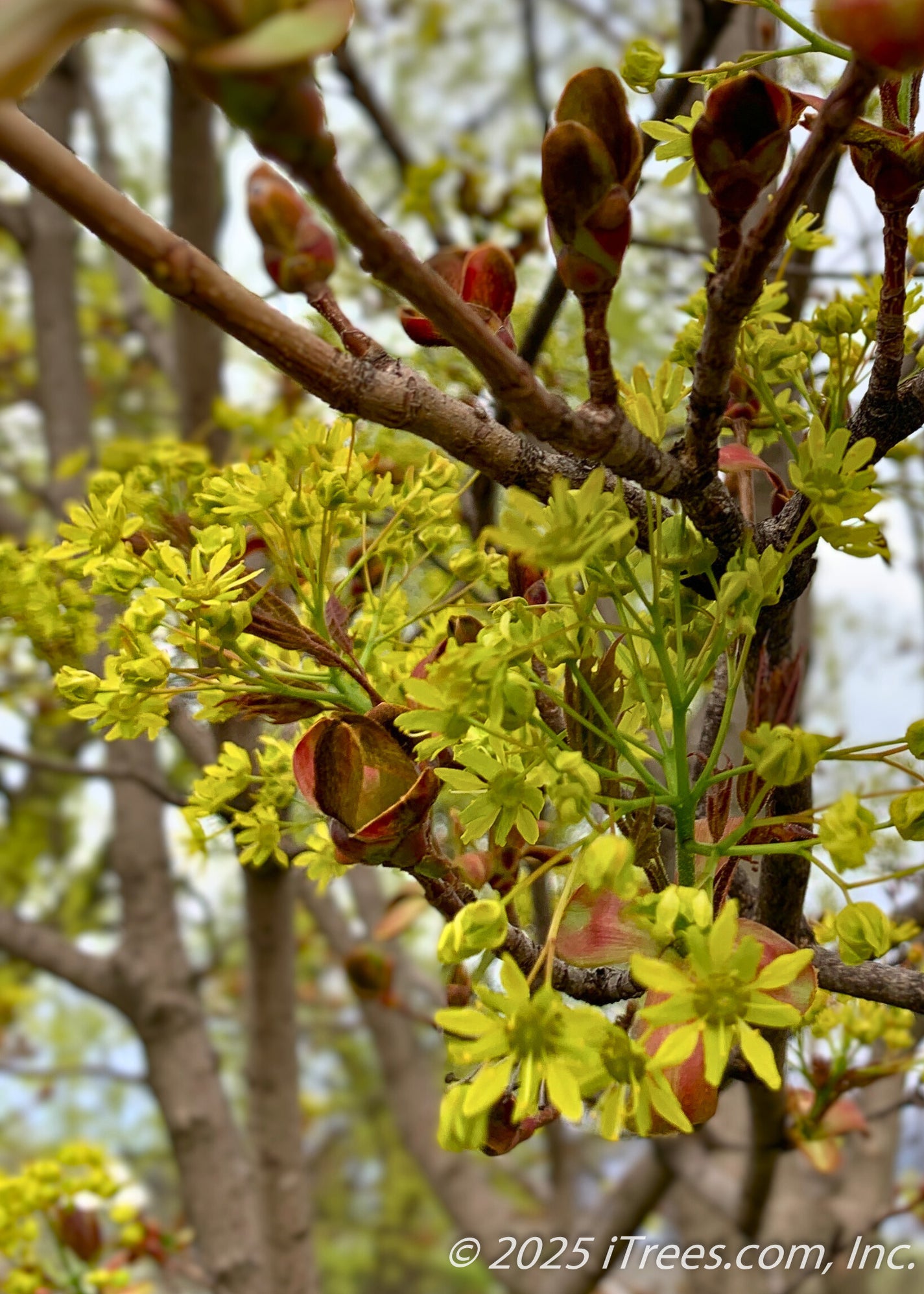 Deborah Norway Maple