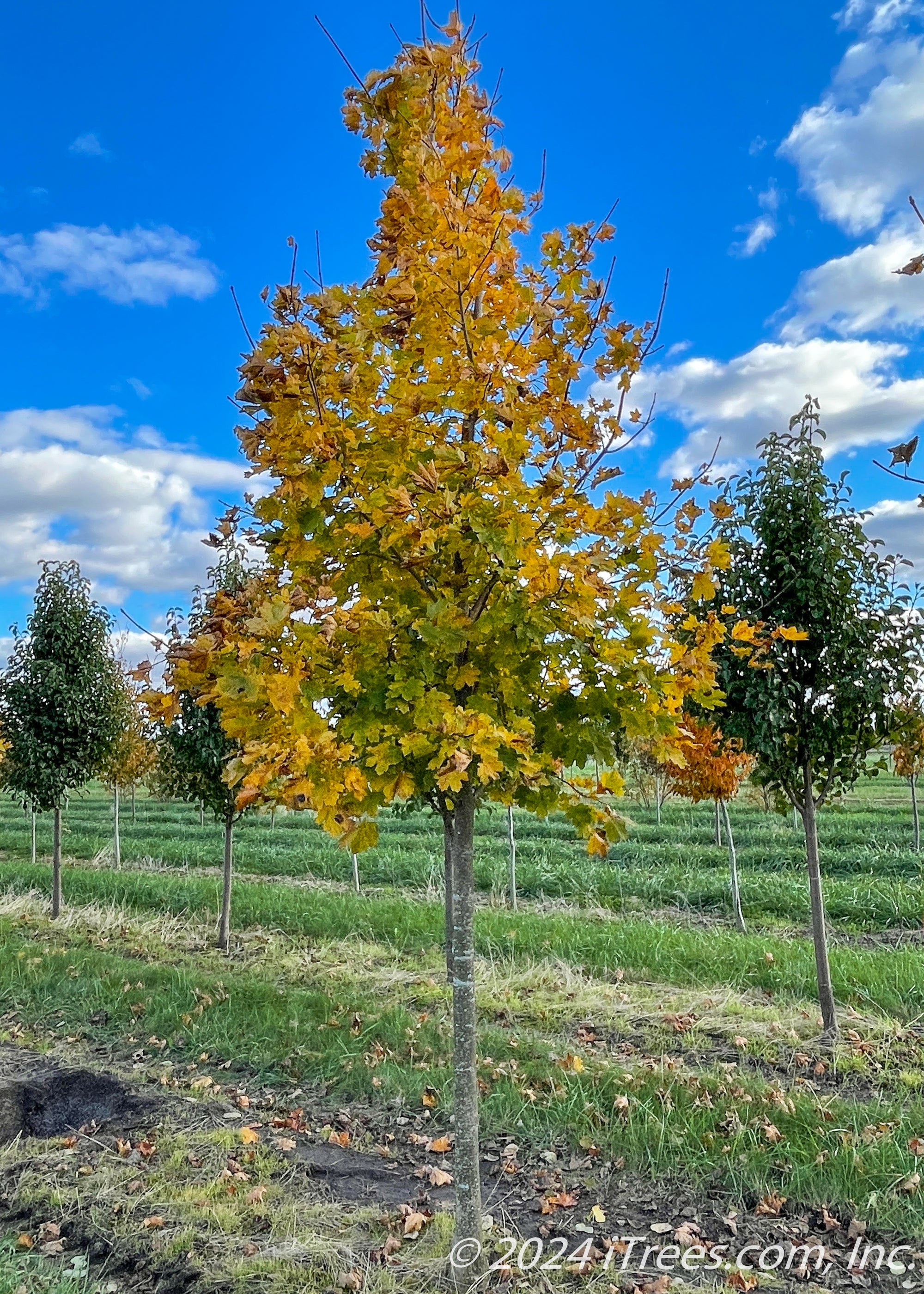 Debra Maple Deborah Norway Maple