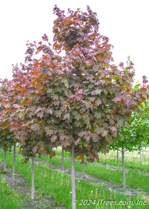 Deborah Norway Maple in the nursery showing changing summer foliage from deep purple to a bronze green.