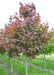 Deborah Norway Maple in the nursery showing changing summer foliage from deep purple to a bronze green.