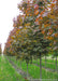 A row of Deborah Norway Maple in the nursery showing changing summer foliage from deep purple to a bronze green.