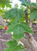 Closeup of summer green leaves.