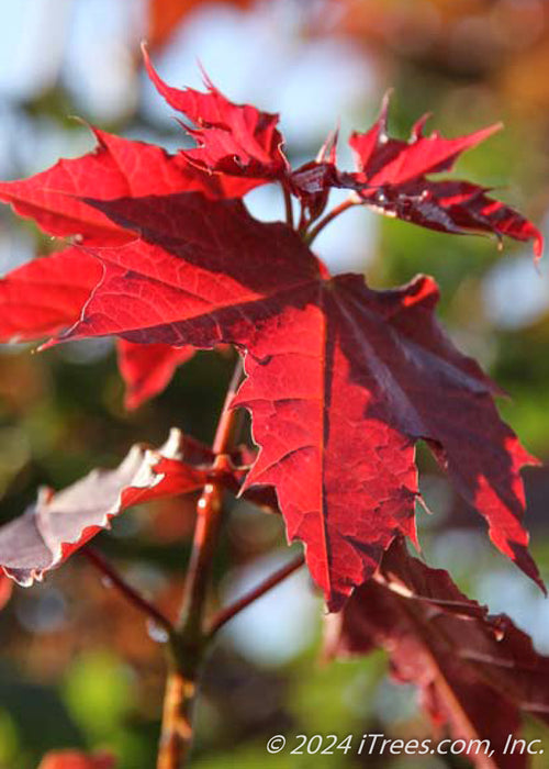 Closeup of Deborah Norway Maples early spring leaves which have a deep reddish-purple hue.