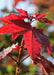Closeup of Deborah Norway Maples early spring leaves which have a deep reddish-purple hue.