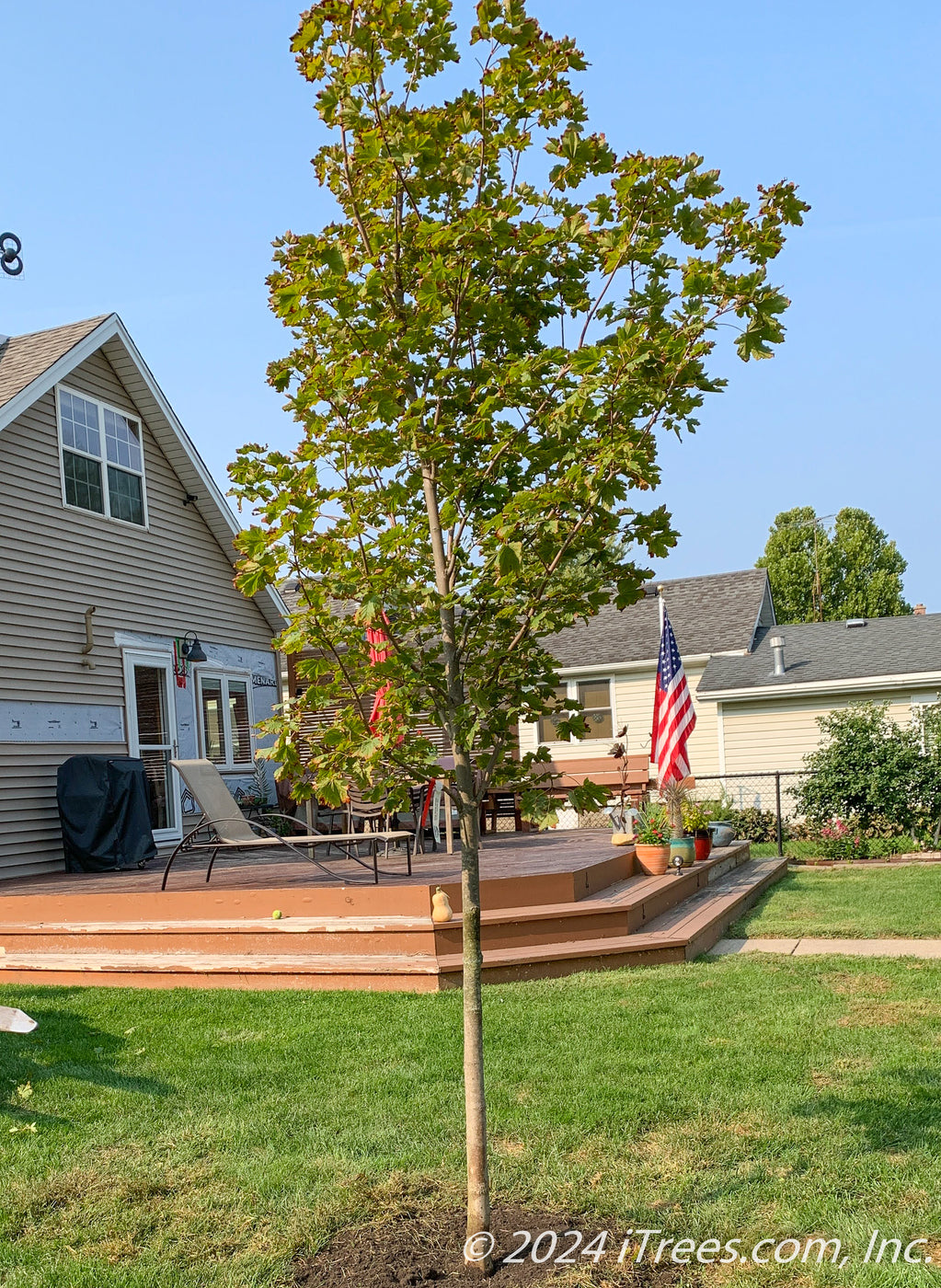 Debra Maple Deborah Norway Maple