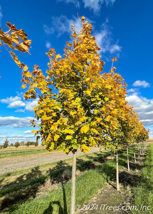 A row of Emerald Lustre Norway Maple in the nursery with transitioning fall color.