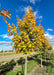 A row of Emerald Lustre Norway Maple in the nursery with transitioning fall color.