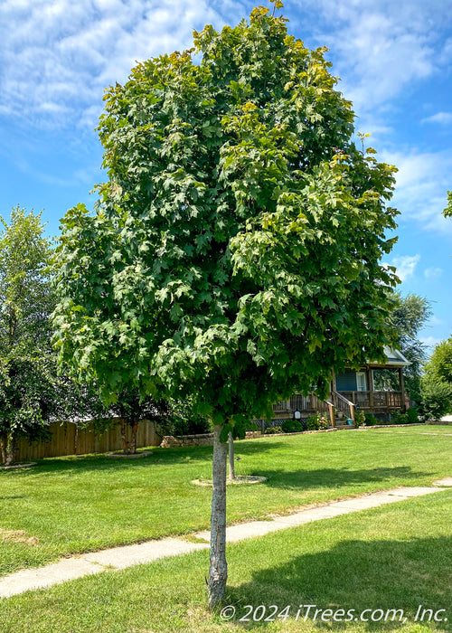 Emerald Lustre Norway Maple on the parkway with green leaves.