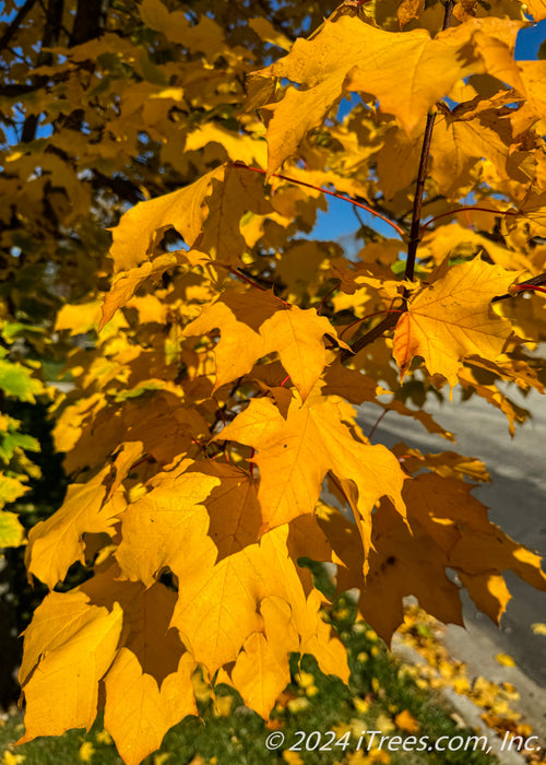 Closeup of a branch full of yellow leaves.