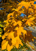 Closeup of a branch full of yellow leaves.