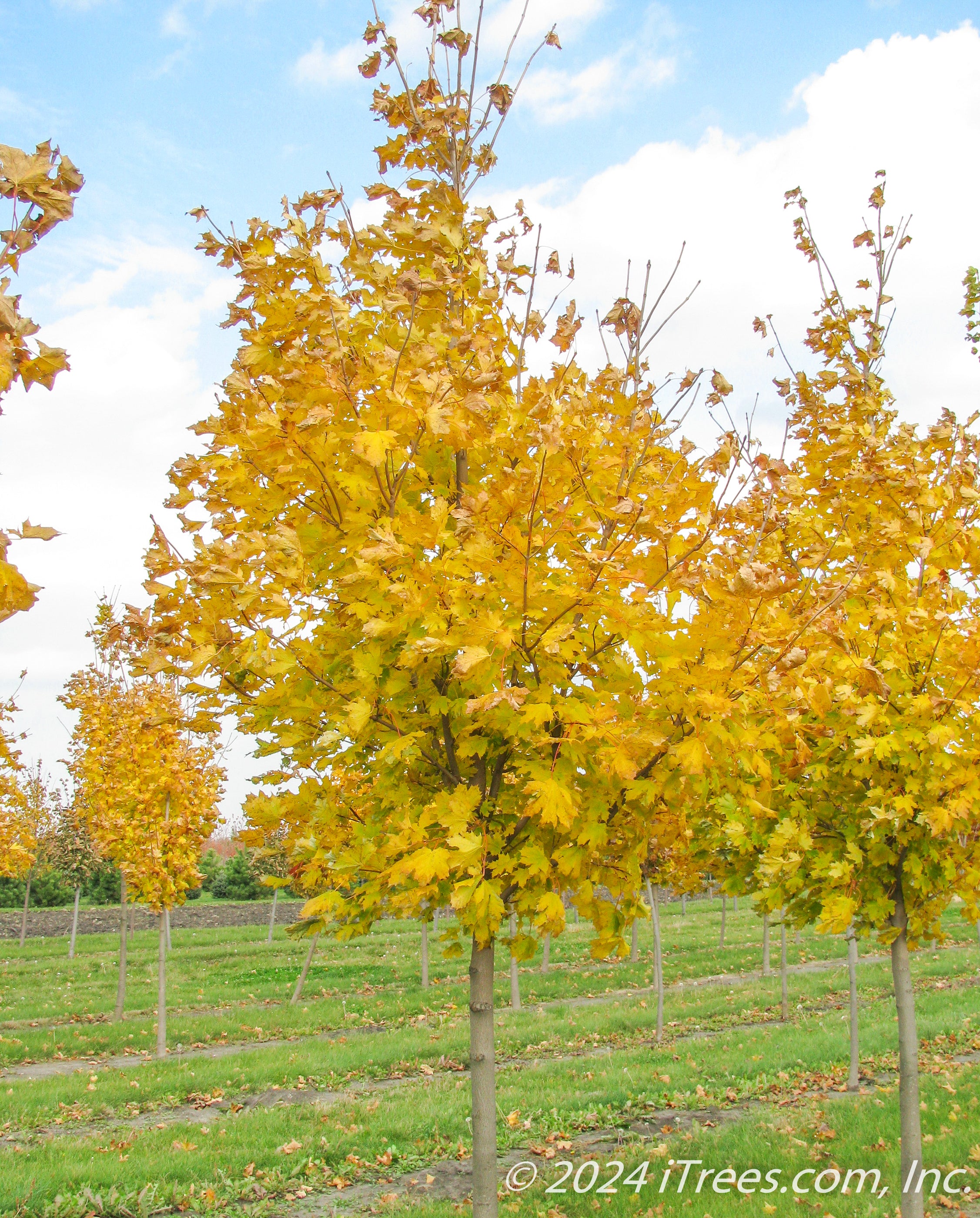 Emerald Lustre® Norway Maple