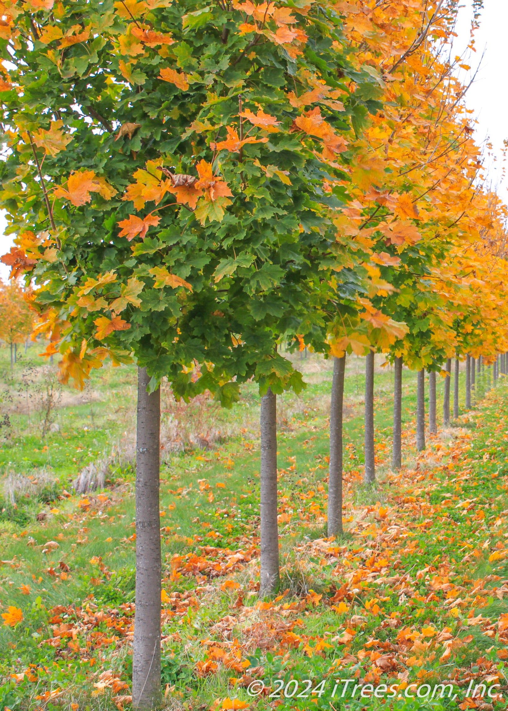 Emerald Lustre® Norway Maple