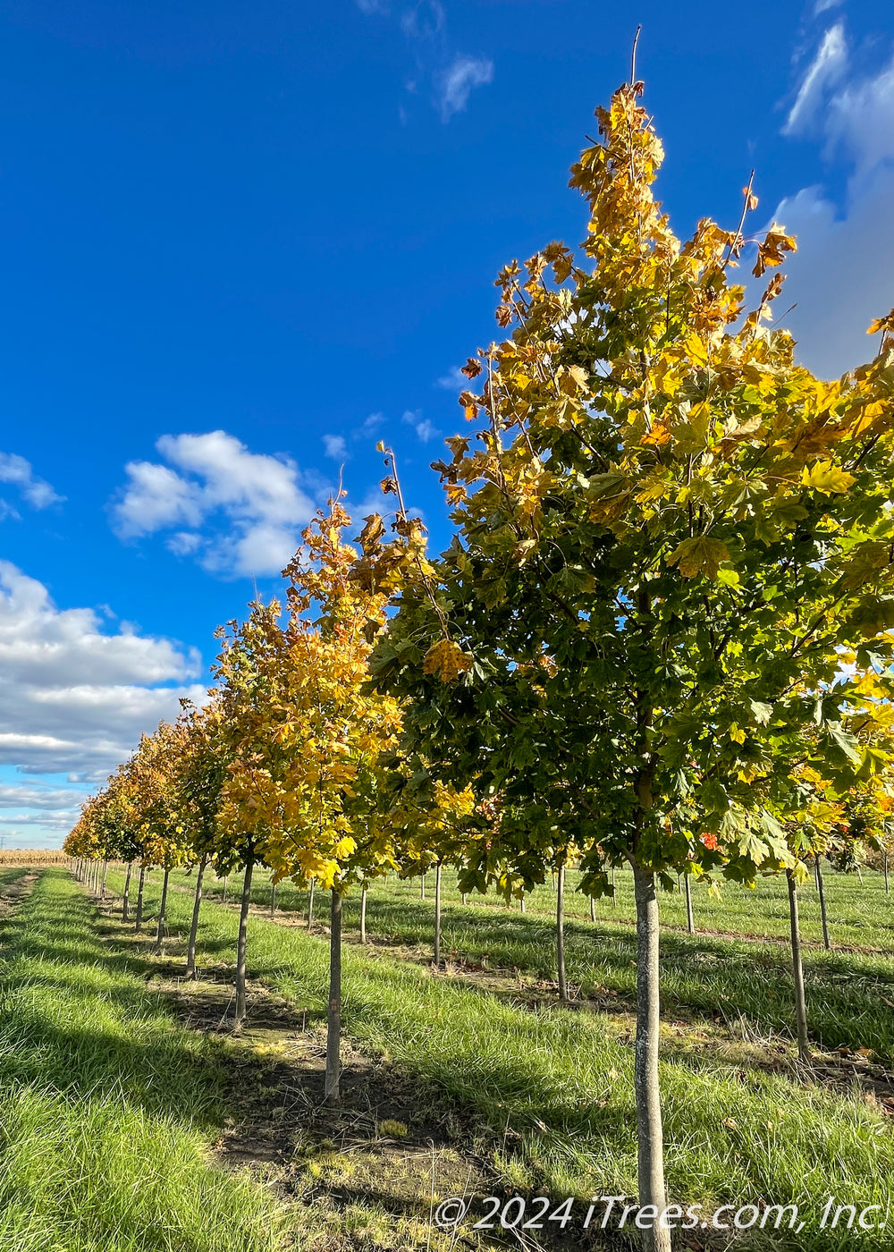 Emerald Lustre® Norway Maple