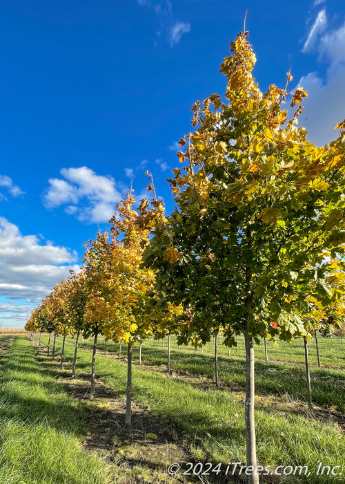 A row of Emerald Lustre Norway Maple in the nursery with transitioning fall color.