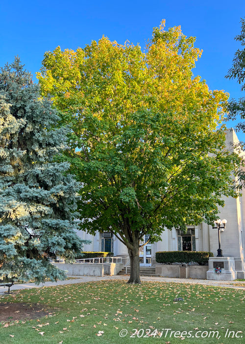 Large Emerald Lustre Norway Maple with green leaves transitioning to yellow at the top of the tree's crown, planted in the front lawn of a court yard.