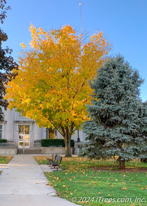 Emerald Lustre Norway Maple with yellow fall color planted on the front lawn of a downtown court yard along with other trees.